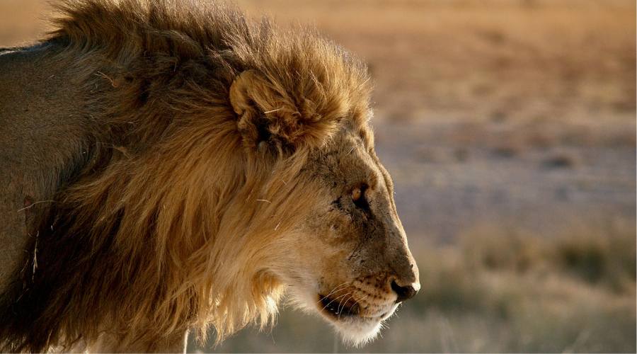 Lion etosha