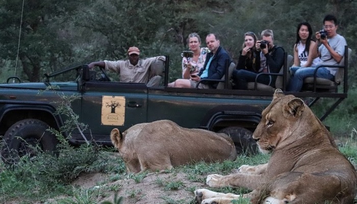 Lion Game drive Image credit Baobab Ridge