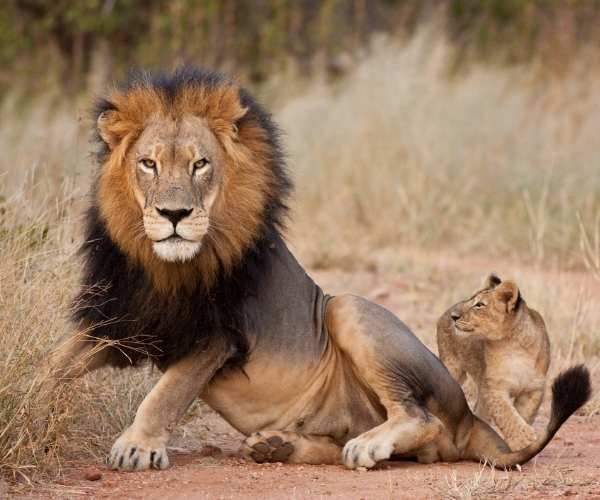 Lions South Africa