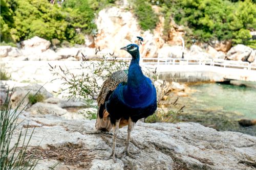 Lokrum Island Peacock