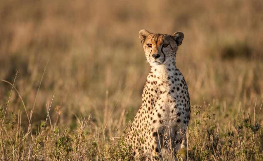 Masai Mara National Reserve Cheetah