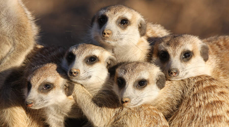 Meerkat Group