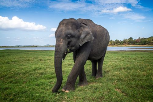 Minneriya Elephant Sri Lanka