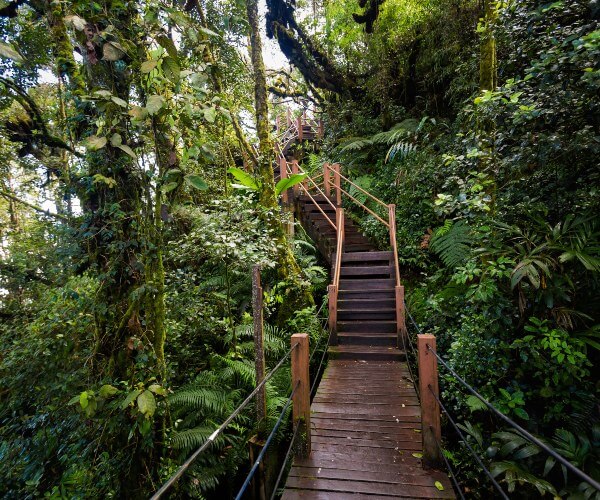 Mossy Forest Cameron Highlands Malaysia