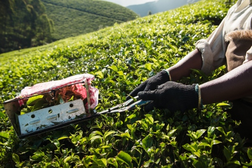 Munnar tea pickers