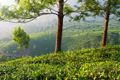 Munnar tea