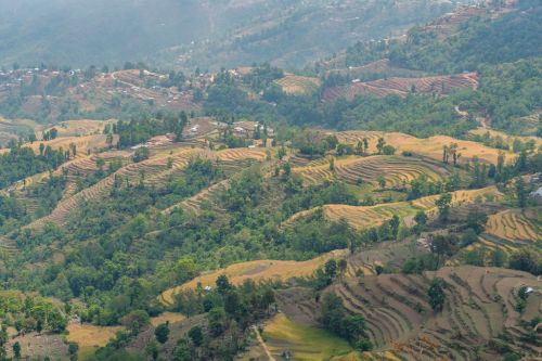 Nagarkot Rice Terraces