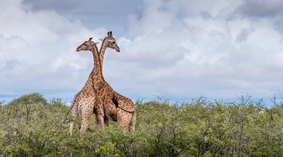 Namibia