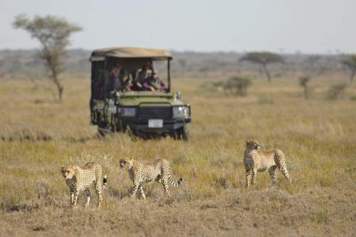 Namiri Plains serengeti 500x333 1