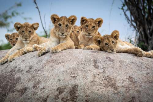 Nomad lamai serengeti 500x333 1