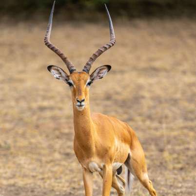 Nyerere National Park4