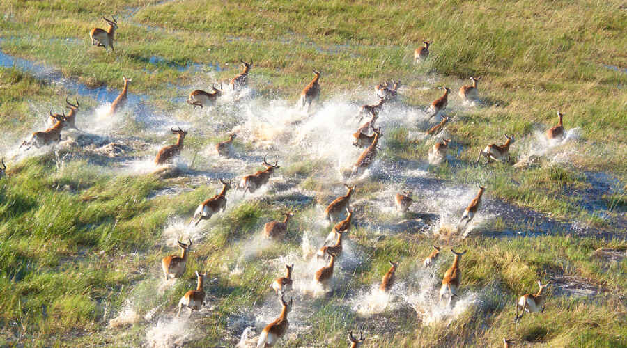 Okavango Delta 1