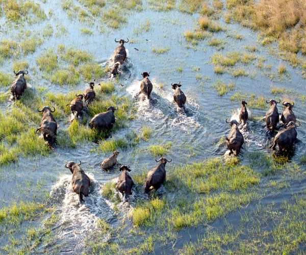 Okavango Delta Blog Section Image