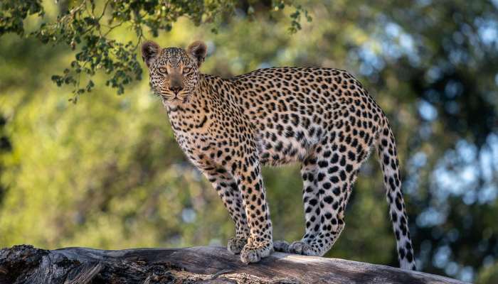 Okavango delta Jao 5