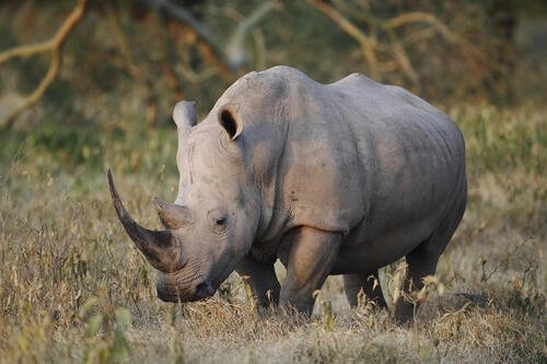 ol pejeta bush camp22