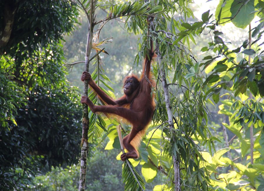 Orang utan swinging through trees Borneo