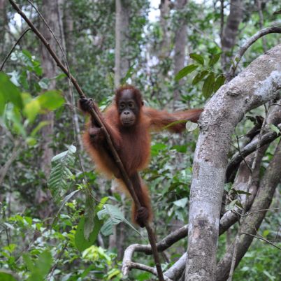 Orangutan in Tanjung Puting National Park, Kalimantan, Indonesia