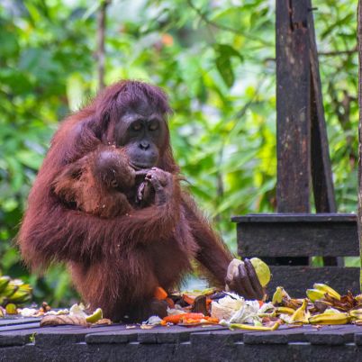 Orangutan, Sepilok, Borneo