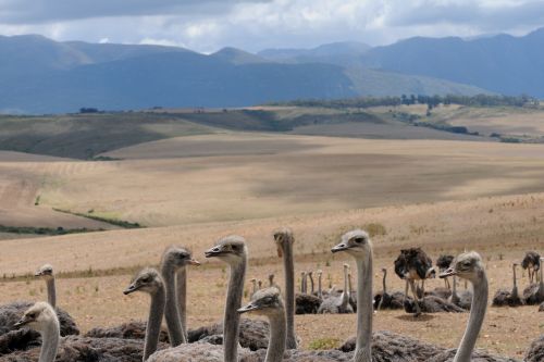 Oudtshoorn ostriches