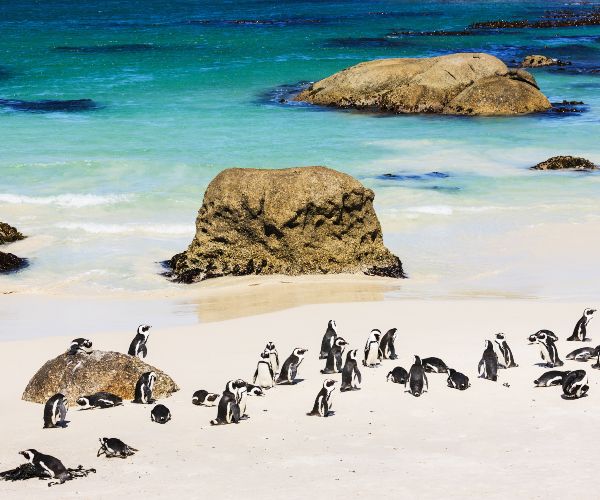 Penguins at Boulders Beach Cape Town