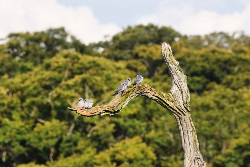 Periyar birdlife