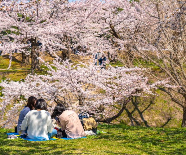 Picnic in the park under cherry blossom Tokyo Japan