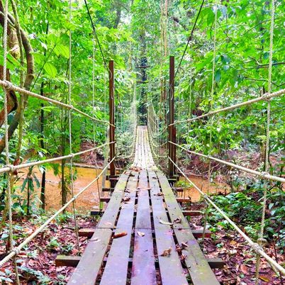 Plankwalk in Mulu National Park, Sabah, Borneo