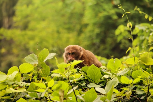 Primate in Cuc Phuong