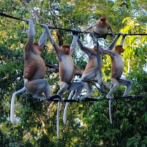 Proboscis monkeys in Kinabatangan River Sabah Listing