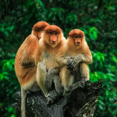 Proboscis Monkeys, Sabah, Borneo