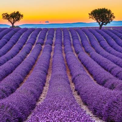 Provence Lavender 402x402