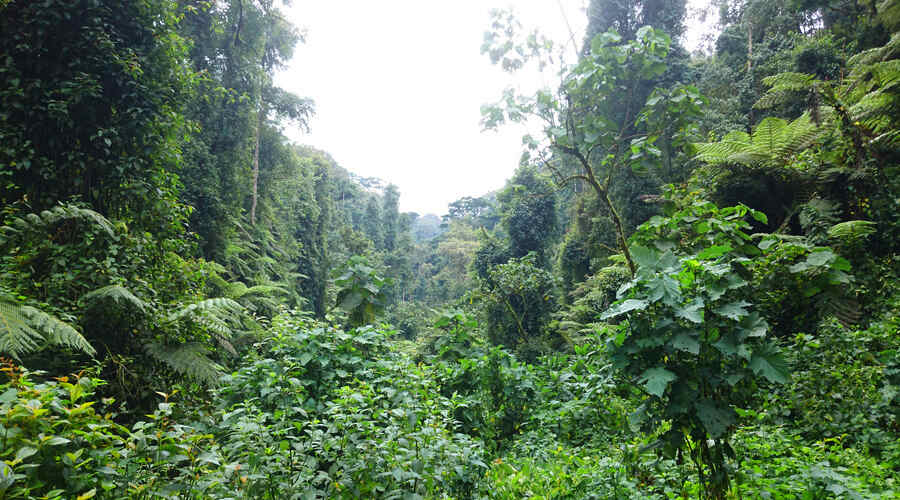 Rainforest Uganda