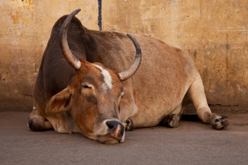 Rajasthan cow