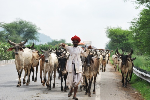 Rajasthan highway