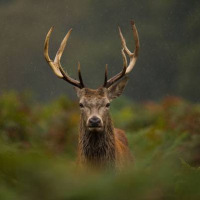 Red Deer Stag 402x402