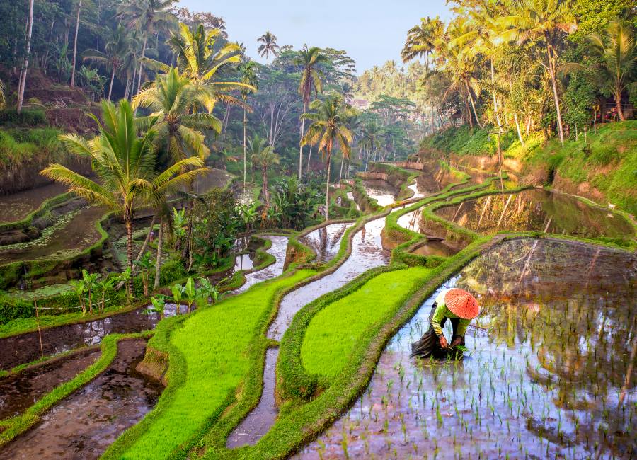 Rice field Indonesia 1