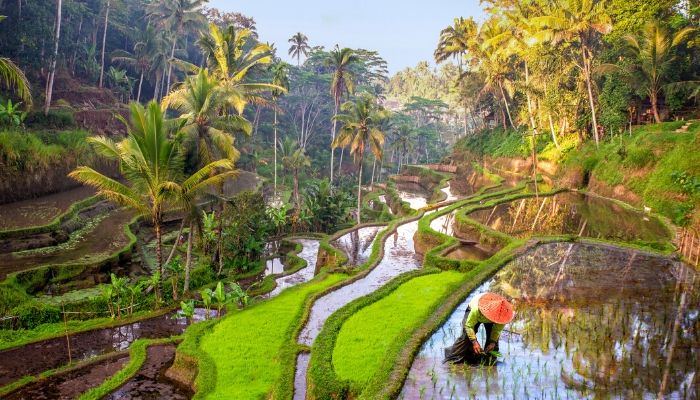 Rice field Indonesia