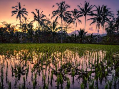 Rice fields at sunset Bali Listing Box