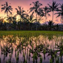 Rice fields at sunset Bali Listing