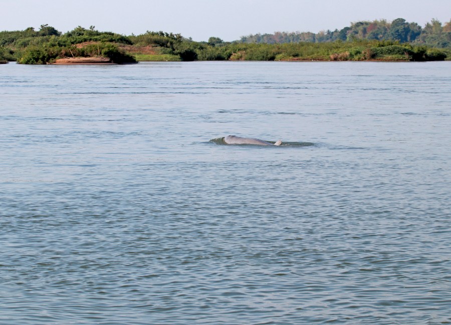 River dolphins