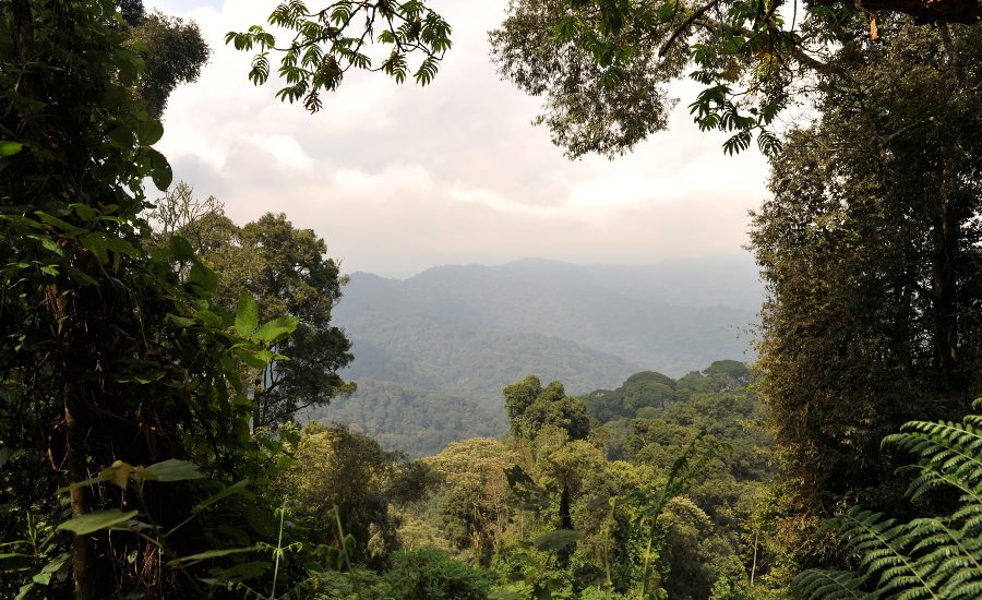 Rwanda the Nyungwe rainforest 1