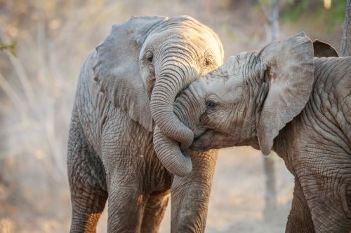 Sabi Sands baby elephants