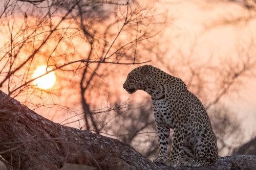 Sabi Sands leopard