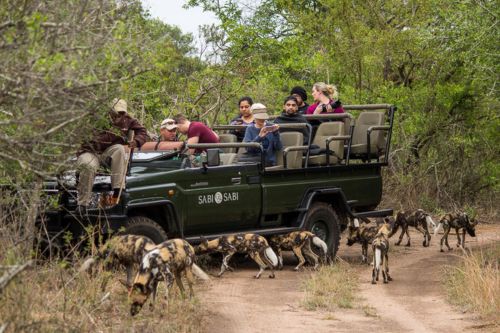 Sabi Sands wild dogs on game drive