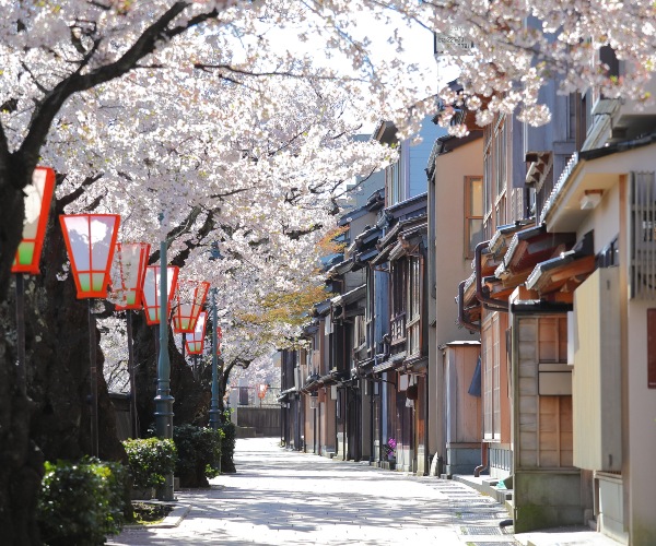 Sakura in Kanazawa Japan