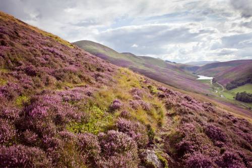 Scotland heather 500 x 333