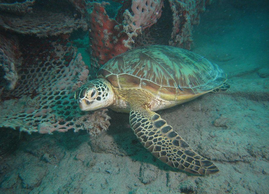 Sea turtle off Lankayan island Borneo