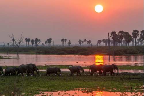 Selous game reserve tanzania 500x333 1