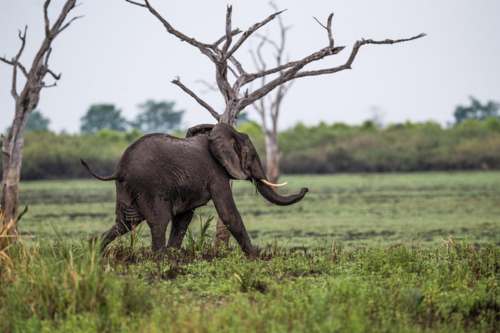 Selous roho 500x3332 1