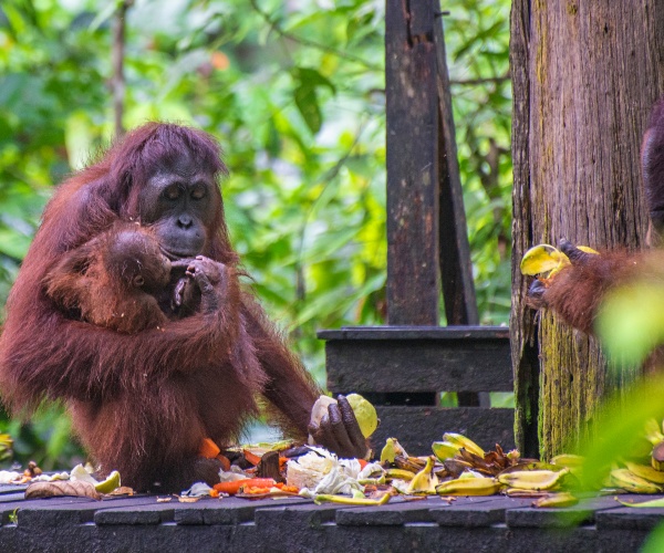 Sepilok Orang Utan centre Sabah